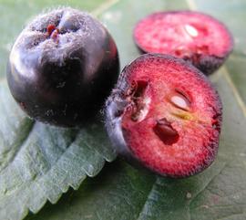   Fruit:   Photinia melanocarpa , fruits whole and cut to show seeds; Photo by Healthshare, wikimedia commons
